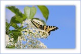  Un si beau et pur papillon Tigr