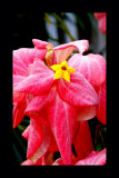 LES PLUS BELLES  FLEURS DU MONDE