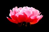 LES PLUS BELLES FLEURS DU MONDE
