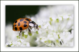  UNE PETITE COCCINELLE DANS UN JARDIN DE FLEUR