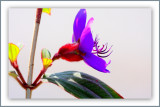  LES PLUS BELLES FLEURS DU MONDE