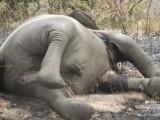  CAMEROUN - Massacre de 480 Elphants / WWF