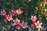 58-saxifraga.jpg