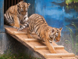 New Amur Tiger Cubs 2011