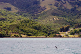 Dolphins at Akaroa