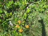 Elk Head blooms