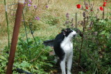 Robin  & Catmint august 2012