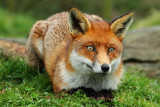 The young vixen, resting in her favourite spot