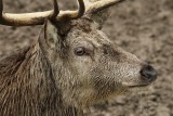 Red deer stag Eric