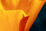 Backlit petal macro abstract