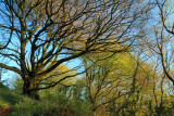 Big old tree three, Luxulyan Valley