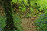 Woodland steps