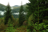 Conifer forest above Loen