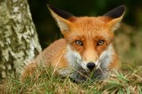 Young fox
