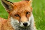 Eye contact