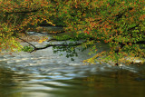 Autumn foliage over the River Fowey