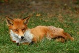 Cub, relaxing