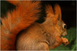 Red squirrel, feeding