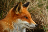 Fox cub profile