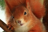 Curious red squirrel