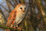 Tutoke the barn owl
