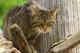 Kendra, female Scottish Wildcat