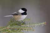 M�sange � t�te noire / Black-capped Chickadee