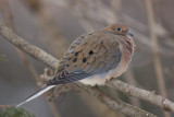 Tourterelle triste / Mourning Dove