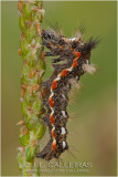  Oruga de Acronicta rumicis