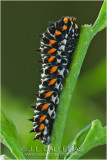  Oruga de Papilio machaon