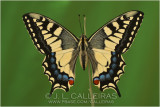 Papilio machaon