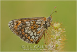  Melitaea Mellicta deione