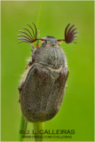 Escarabajo sanjuanero (Melolontha melolontha)