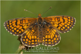 Melitaea (Mellicta) deione