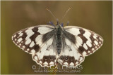 Melanargia lachesis