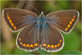  Polyommatus icarus