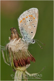  Polyommatus dorylas