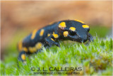 Salamandra salamandra