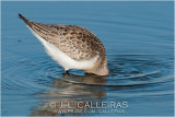 Correlimos Zarapitn (Calidris ferruginea)