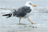 Gaviota Sombra (Larus fuscus) 