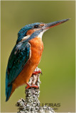 Martn Pescador (Alcedo atthis) 