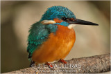 Martn Pescador (Alcedo atthis) 