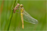 Sympetrum sanguineum