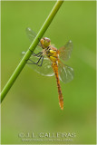 Sympetrum sanguineum