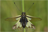 Libelloides coccajus