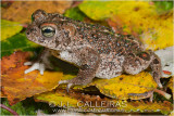 Bufo calamita