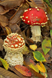 AMANITA MUSCARIA