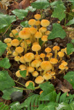 Hypholoma fasciculare