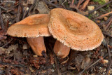 Lactarius deliciosus