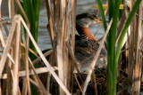 Red-necked Grebe on nest with chick, Chappel Marsh, Saskatchewan